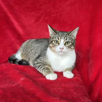 Hearts -  Domestic Short Hair Cat Available for Adoption in Conway, New Hampshire - Hearts | PetCurious