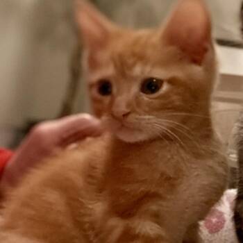 Leo -  Domestic Short Hair Cat for Adoption in Springfield, Illinois - Leo | PetCurious