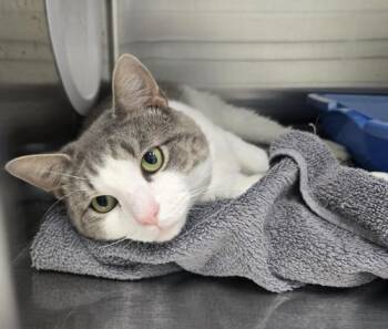 Gibby -  Domestic Short Hair Cat for Adoption in Webster, Massachusetts - Gibby | PetCurious