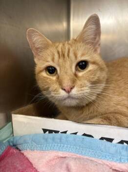 Rex -  Domestic Short Hair Cat for Adoption in Lafayette, Indiana - Rex | PetCurious