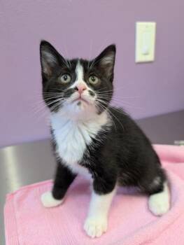 Coco -  Domestic Short Hair Cat for Adoption in Eugene, Oregon - Coco | PetCurious