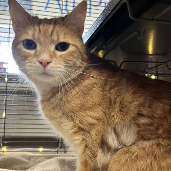 Domestic Short Hair Cats Available for Adoption - Rolls | PetCurious