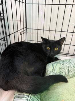 TAY -  Domestic Short Hair Cat for Adoption in Margate, Florida - TAY | PetCurious
