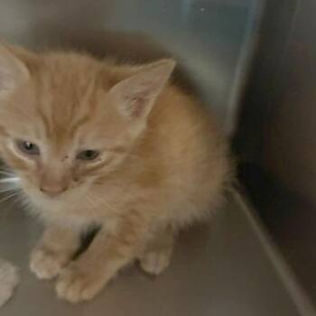 Purin -  Domestic Short Hair Cat for Adoption in Los Angeles, California - Purin | PetCurious