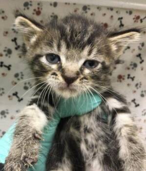 JACOB -  Domestic Short Hair Cat for Adoption in Riverside, California - JACOB | PetCurious