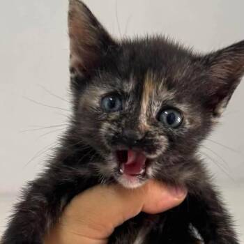 Mocha -  Domestic Long Hair and Domestic Short Hair Cat for Adoption in San Diego, California - Mocha | PetCurious