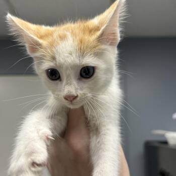 Mushu -  Domestic Short Hair Cat for Adoption in Birmingham, Alabama - Mushu | PetCurious