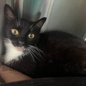 Melody -  Domestic Short Hair Cat for Adoption in Lake Panasoffkee, Florida - Melody | PetCurious