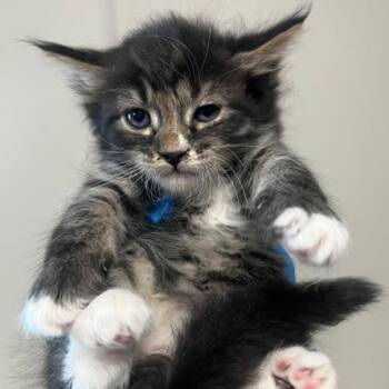 Indi -  Domestic Long Hair Cat for Adoption in Morgan Hill, California - Indi | PetCurious