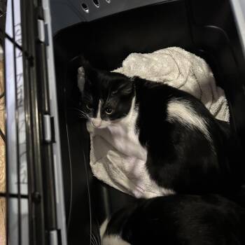 Domestic Short Hair Cats Available for Adoption - Seahawk | PetCurious