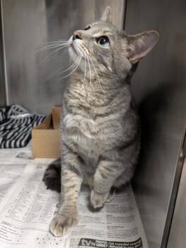 Domestic Short Hair Cats Available for Adoption in West Chester, Pennsylvania - Jake FKA Bert | PetCurious