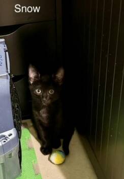 Snow Pea -  Domestic Short Hair Cat for Adoption in Kenosha, Wisconsin - Snow Pea | PetCurious