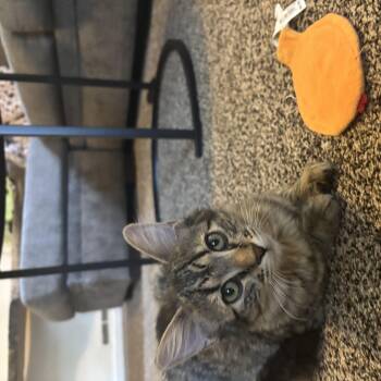 Jamie -  Domestic Medium Hair Cat for Adoption in Denver, Colorado - Jamie | PetCurious