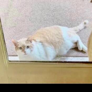 Tom -  Domestic Short Hair Cat for Adoption in Georgetown, Kentucky - Tom | PetCurious