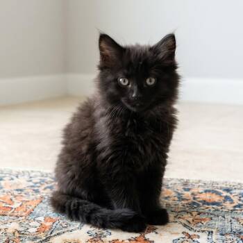 Ombra -  York Chocolate and Domestic Long Hair Cat for Adoption in Allen, Texas - Ombra | PetCurious