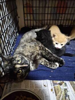Singer -  Tortoiseshell Cat Available for Adoption in Monterey, Virginia - Singer | PetCurious