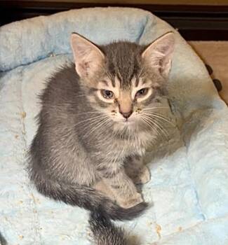 Catniss Everclean -  Tabby Cat for Adoption in Jurupa Valley, California - Catniss Everclean | PetCurious