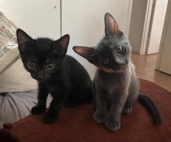 Grayson and Bluey -  Extra Toes Cat Hemingway Polydactyl Cat for Adoption - Grayson And Bluey | PetCurious