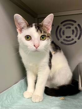 Catniss Everclean -  Domestic Short Hair Cat for Adoption in Moundsville, West Virginia - Catniss Everclean | PetCurious