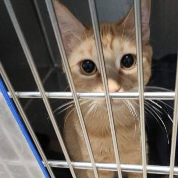 Peppermint -  Domestic Short Hair Cat for Adoption in Kingman, Arizona - Peppermint | PetCurious
