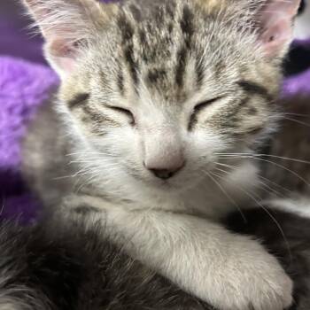 Octopus -  Domestic Short Hair Cat for Adoption in Taos, New Mexico - Octopus | PetCurious