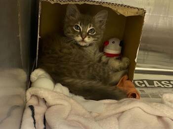 JOKER -  Domestic Short Hair Cat for Adoption in Tustin, California - JOKER | PetCurious