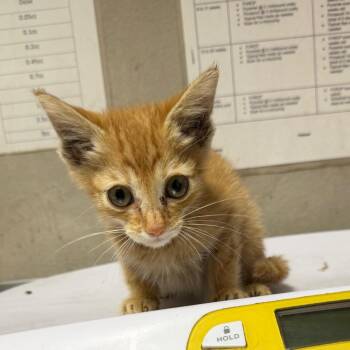 Miracle -  Domestic Short Hair Cat for Adoption in Yuma, Arizona - Miracle | PetCurious