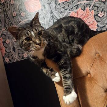 Domestic Short Hair Cats Available for Adoption in East Greenwich, Rhode Island - GELATO | PetCurious