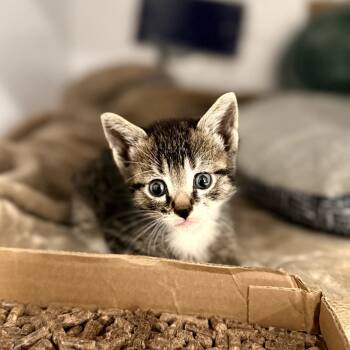 Rescue Domestic Short Hair Cats for Adoption in Delaware, Ohio - Phantom | PetCurious