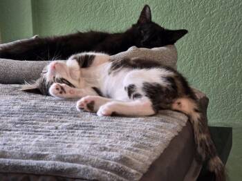 Margot -  Domestic Medium Hair and Tabby Cat for Adoption in Glendale, Arizona - Margot | PetCurious