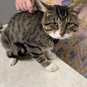 Biscuit -  Domestic Short Hair Cat for Adoption in Lincoln, Michigan - Biscuit | PetCurious