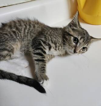 Bliss -  Domestic Short Hair Cat for Adoption in Dyersburg, Tennessee - Bliss | PetCurious