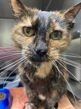 Domestic Short Hair Cats Available for Adoption in Oakland, California - Abuela | PetCurious