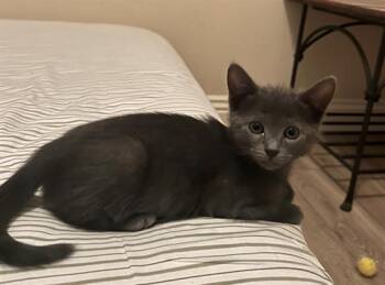 POPPY -  Domestic Short Hair Cat for Adoption in Tustin, California - POPPY | PetCurious