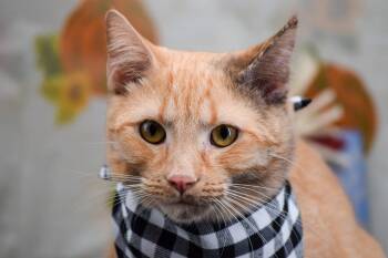 Rescue Domestic Short Hair Cats for Adoption in Sevierville, Tennessee - Ed Sheeran | PetCurious