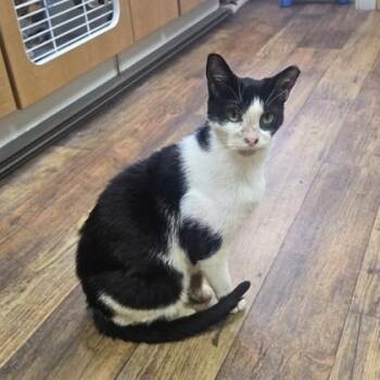 TP -  Domestic Short Hair Cat for Adoption in Phoenixville, Pennsylvania - TP | PetCurious