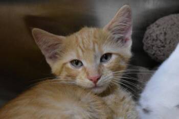 Seesaw -  Domestic Short Hair Cat for Adoption in Kansas City, Missouri - Seesaw | PetCurious