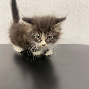 Domestic Medium Hair Cats Available for Adoption - Weasely | PetCurious