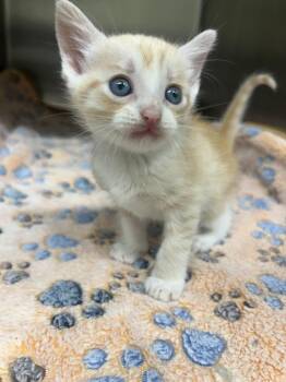 Domestic Short Hair Cats Available for Adoption in Kemp, Texas - Chester | PetCurious