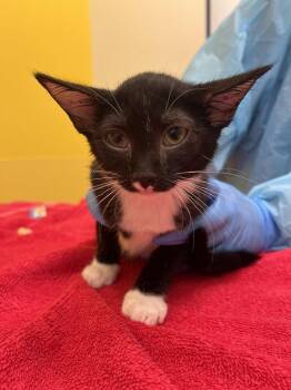Habanero -  Domestic Short Hair Cat for Adoption in Raleigh, North Carolina - Habanero | PetCurious