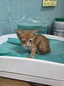 Kensington -  Domestic Short Hair Cat for Adoption in Trenton, New Jersey - Kensington | PetCurious
