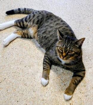 Rescue Tabby Cats for Adoption in Palmyra, Virginia - Boots | PetCurious