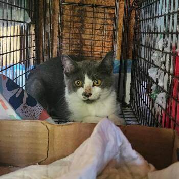 Tammy Coming In -  Domestic Short Hair Cat for Adoption in Clifton, New Jersey - Tammy Coming In | PetCurious