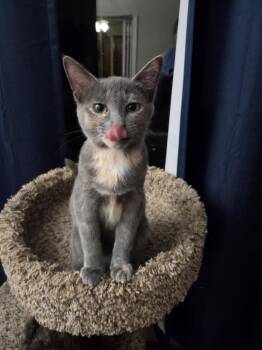Cindy -  Domestic Short Hair Cat for Adoption in Lincoln Park, Michigan - Cindy | PetCurious