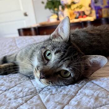 Lady Lilith -  Domestic Short Hair Cat for Adoption in Brownsboro, Alabama - Lady Lilith | PetCurious