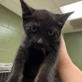 Nutmeg 2827 -  Domestic Short Hair Cat for Adoption in Columbus, Georgia - Nutmeg 2827 | PetCurious