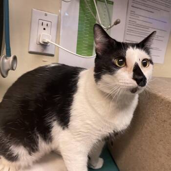 Pilas -  Domestic Short Hair Cat for Adoption in Pasadena, California - Pilas | PetCurious