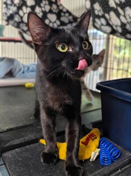 Blackberry (bonded with Marionberry) -  Domestic Short Hair Cat for Adoption in Shelton, Washington - Blackberry (bonded With Marionberry) | PetCurious
