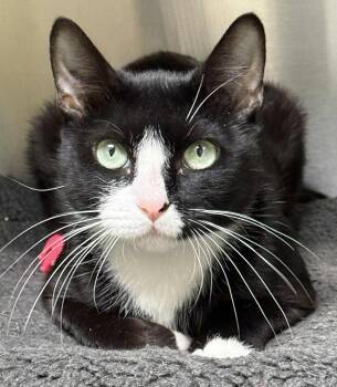 Rescue Domestic Short Hair Cats for Adoption in Stratford, Connecticut - Autumn | PetCurious