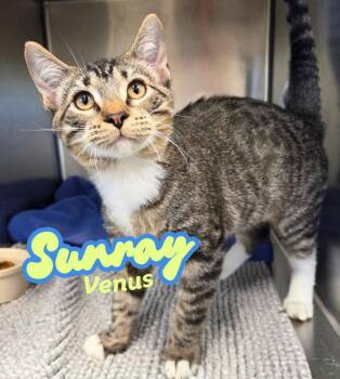 Sunray Venus -  Domestic Short Hair Cat for Adoption in Nevada, Iowa - Sunray Venus | PetCurious